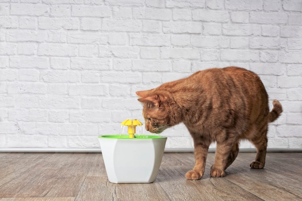 gato bebendo agua produtos pet